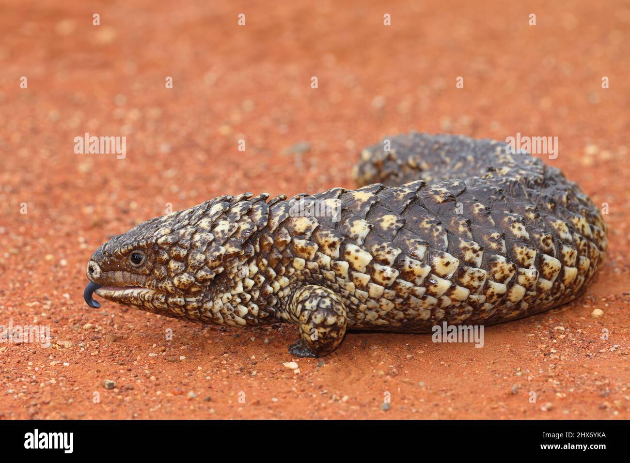 Stumpy Lizard Shingle back lizard hi-res stock photography and images - Alamy