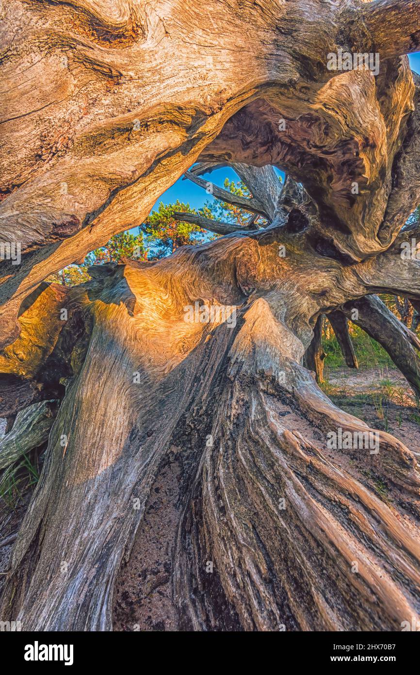 Old wood background, root, root grain, root wood Stock Photo