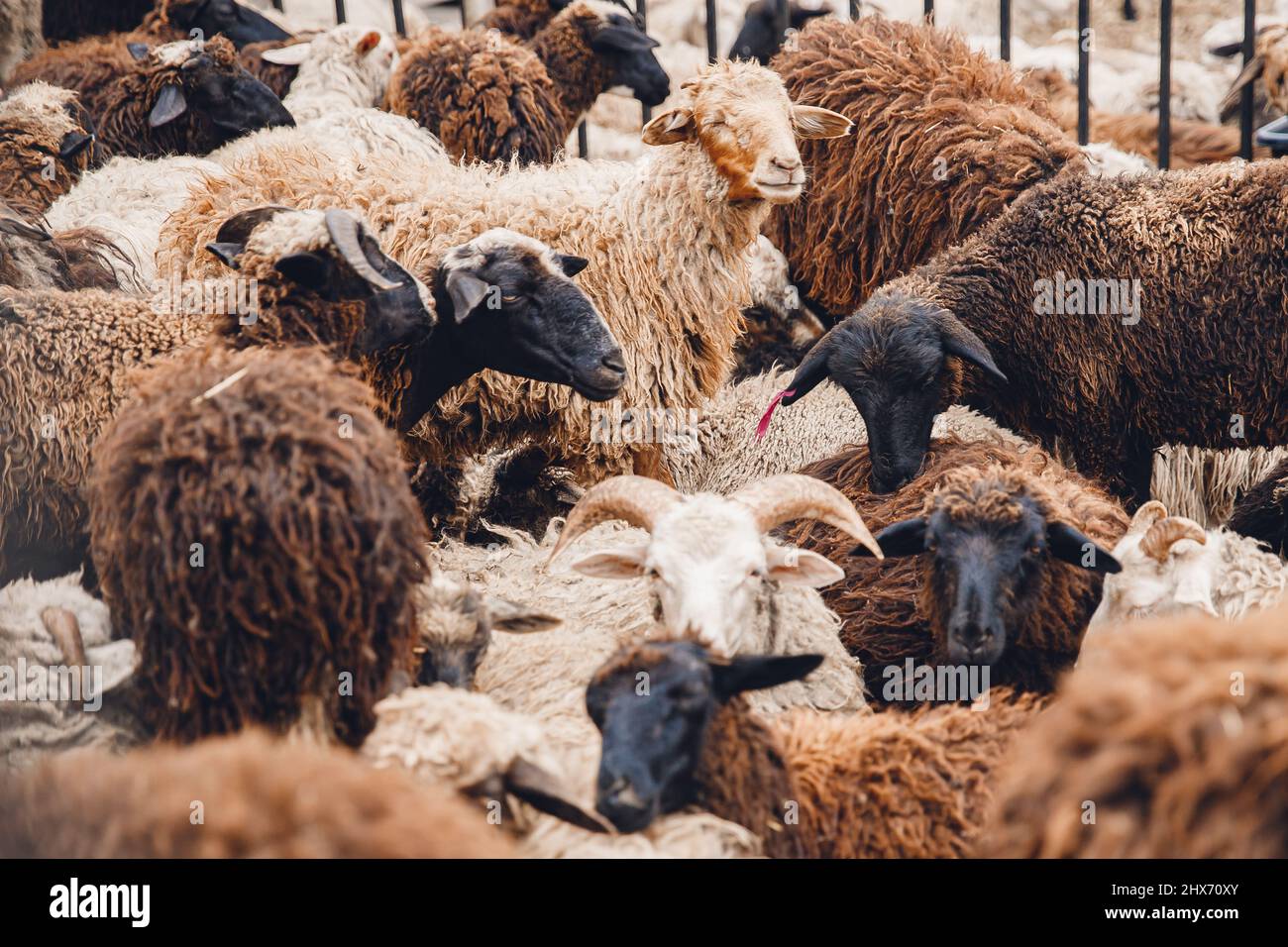 Concept farm animal husbandry. Sheep relax on paddock Stock Photo Alamy