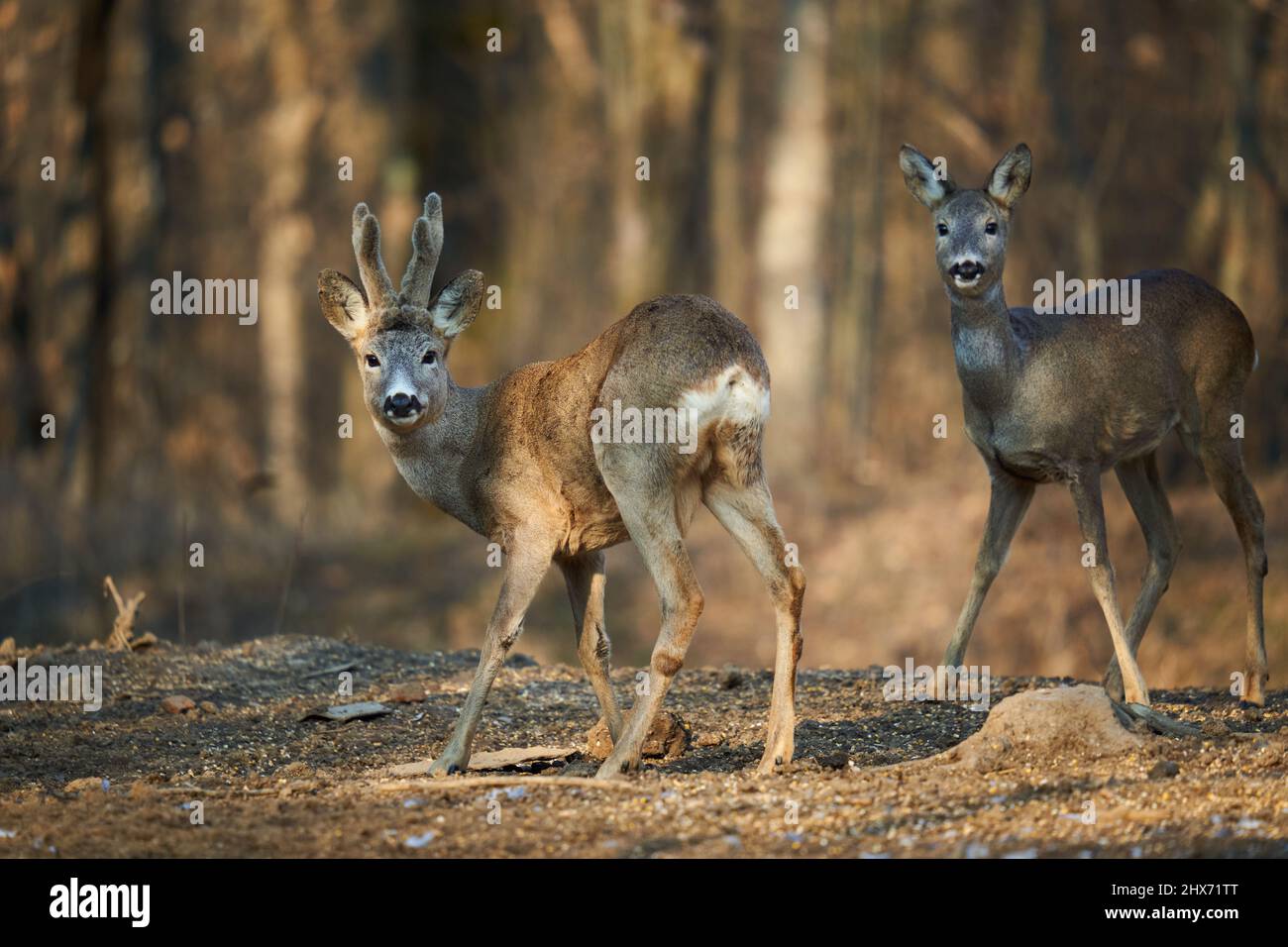 Roe deer couple with female and roebuck male foraging for food in the ...