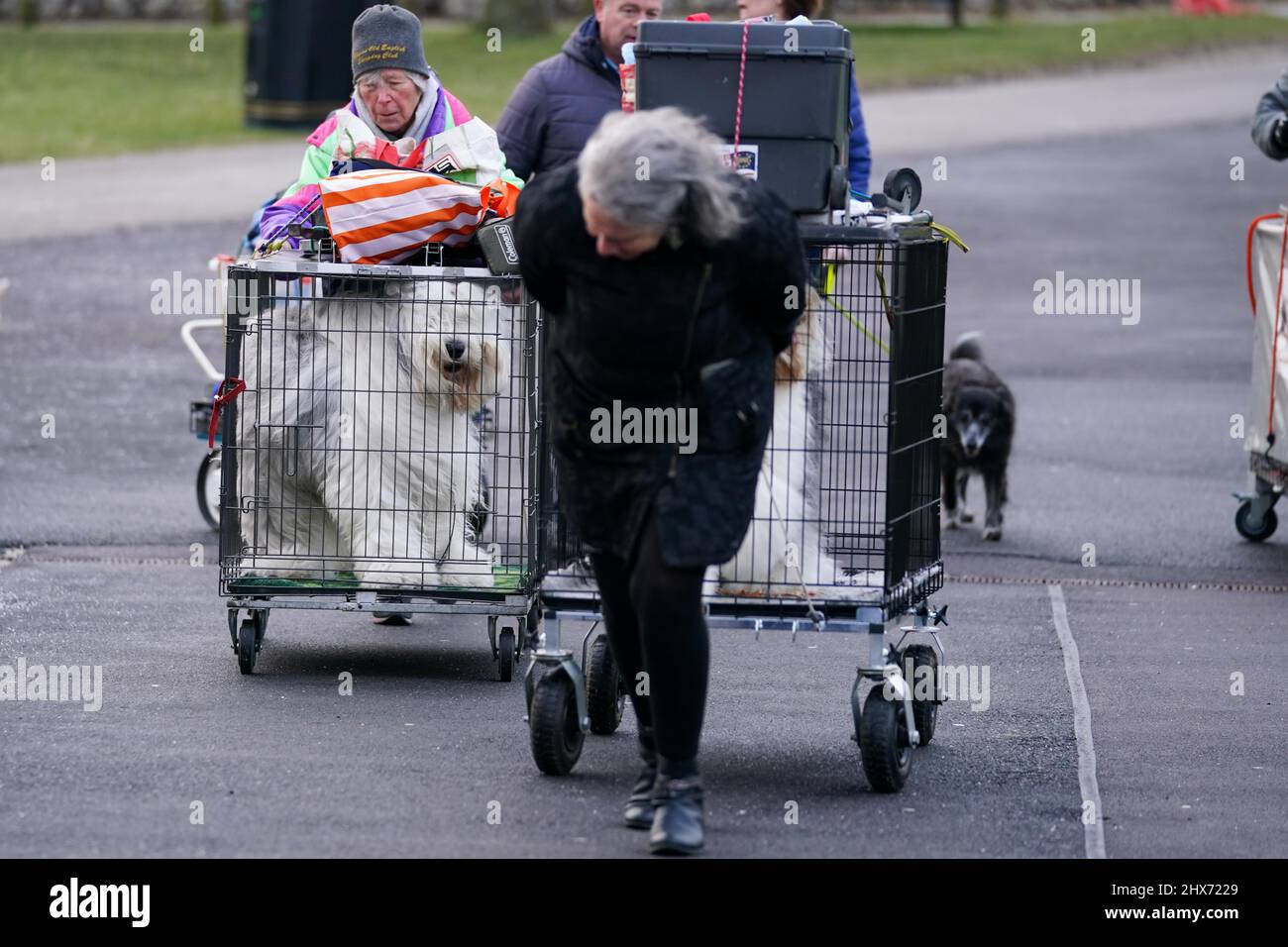 Old English sheepdogs are wheeled in a crate into the first day of the