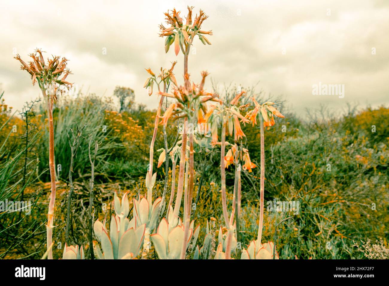 Creative Nature Plants, Aloes, Succulents & Quiver Trees. South Africa's National Botanical Gardens. Backgrounds, Abstract & Interior Design Stock Photo