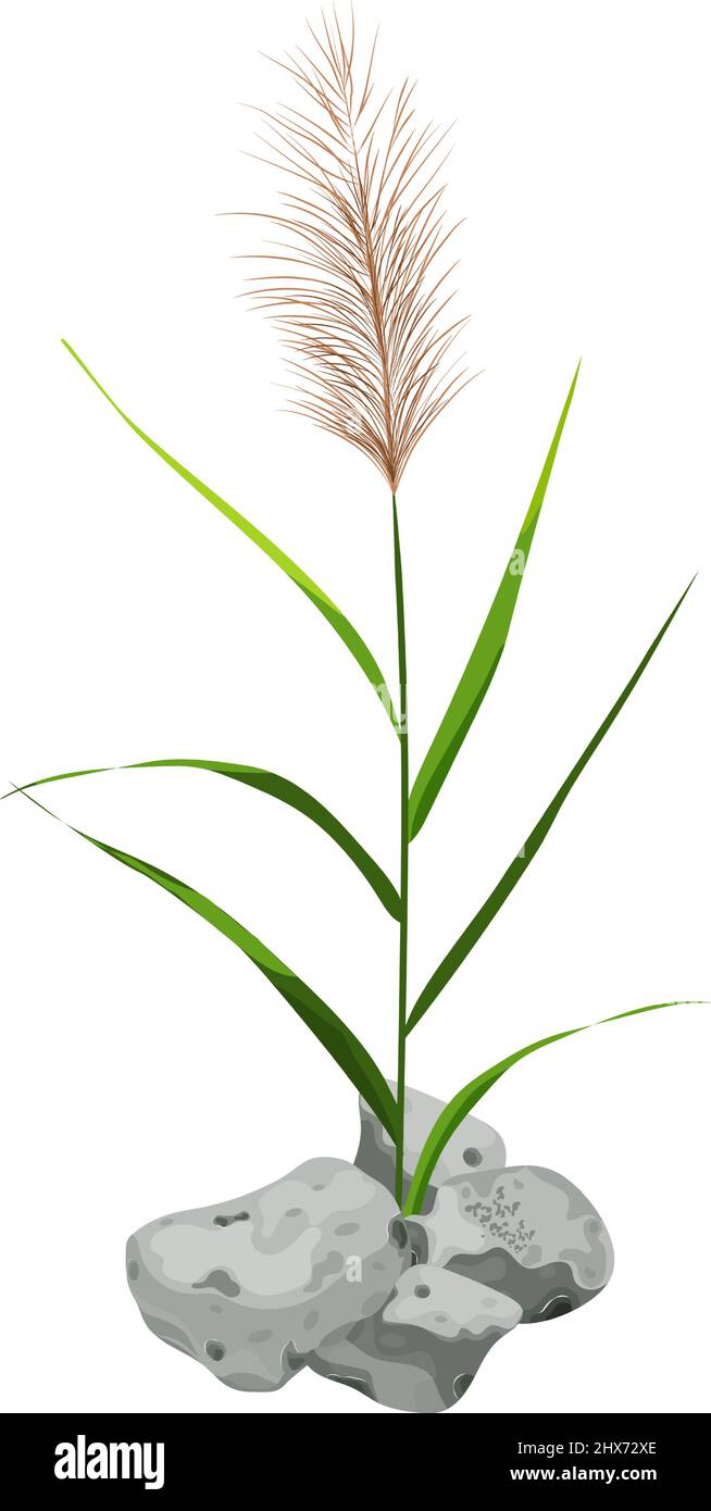 Cane silhouette on white background. Hand drawn reed or pampas grass ...