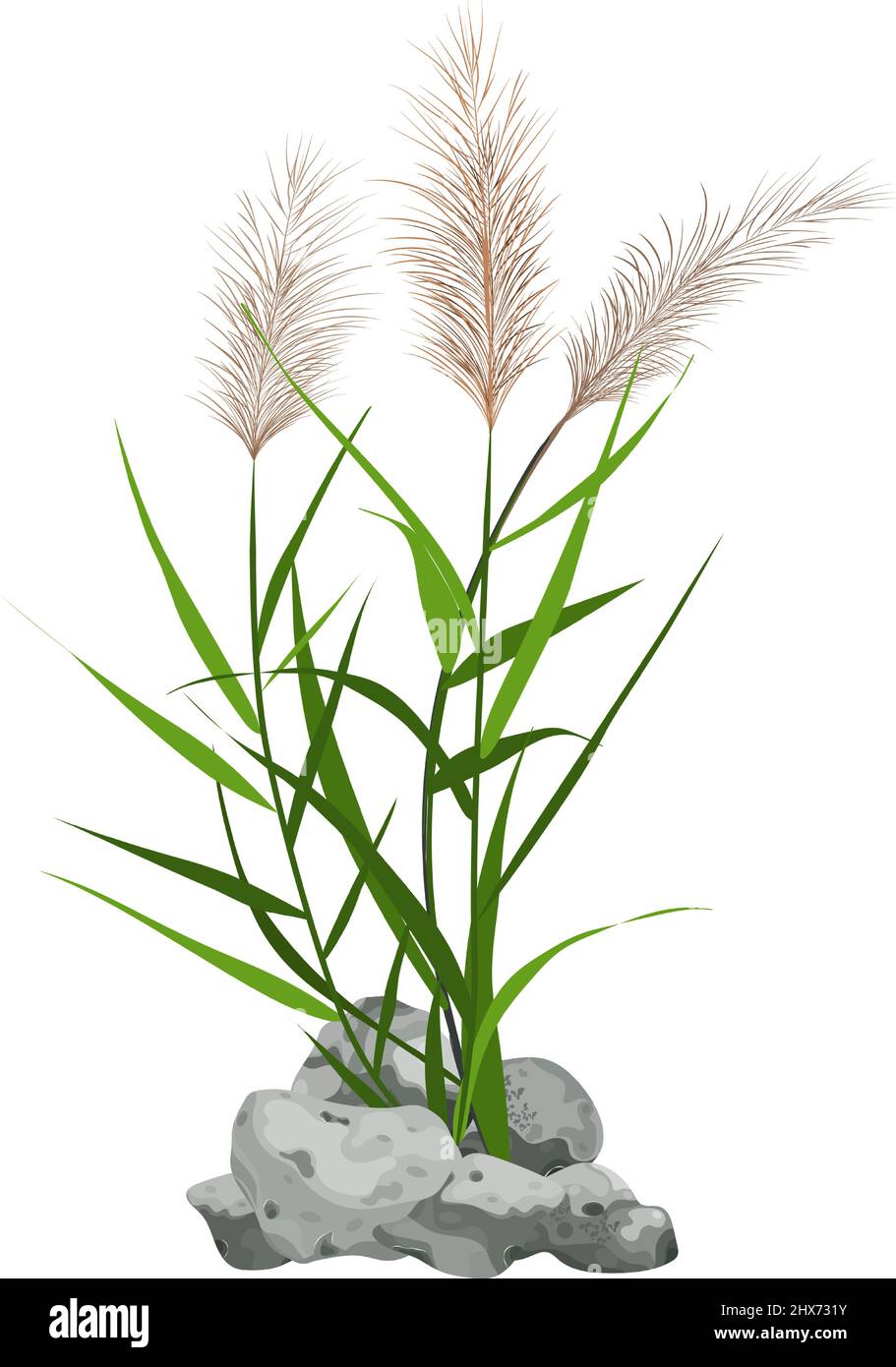 Cane silhouette on white background. Hand drawn reed or pampas grass ...