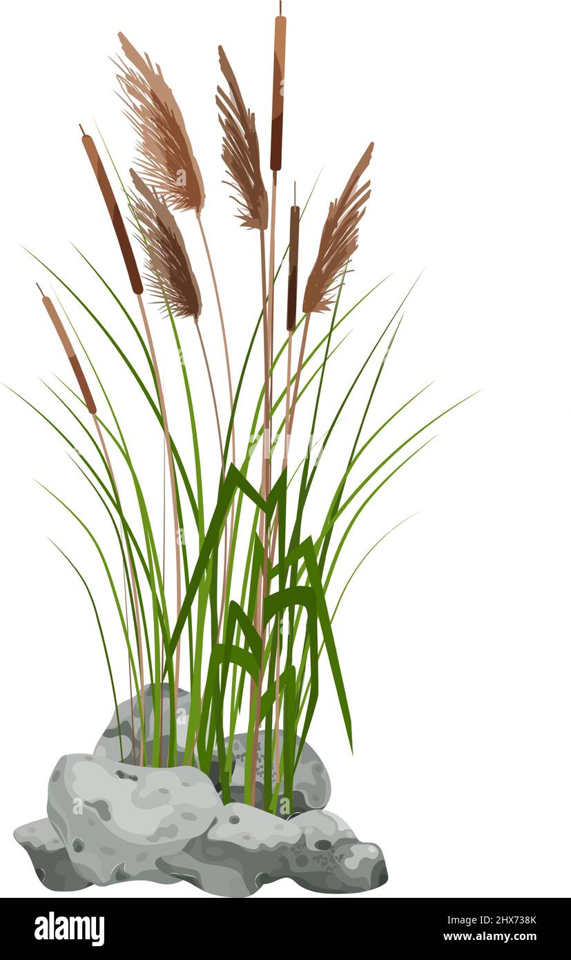 Cane silhouette on white background. Hand drawn reed or pampas grass ...