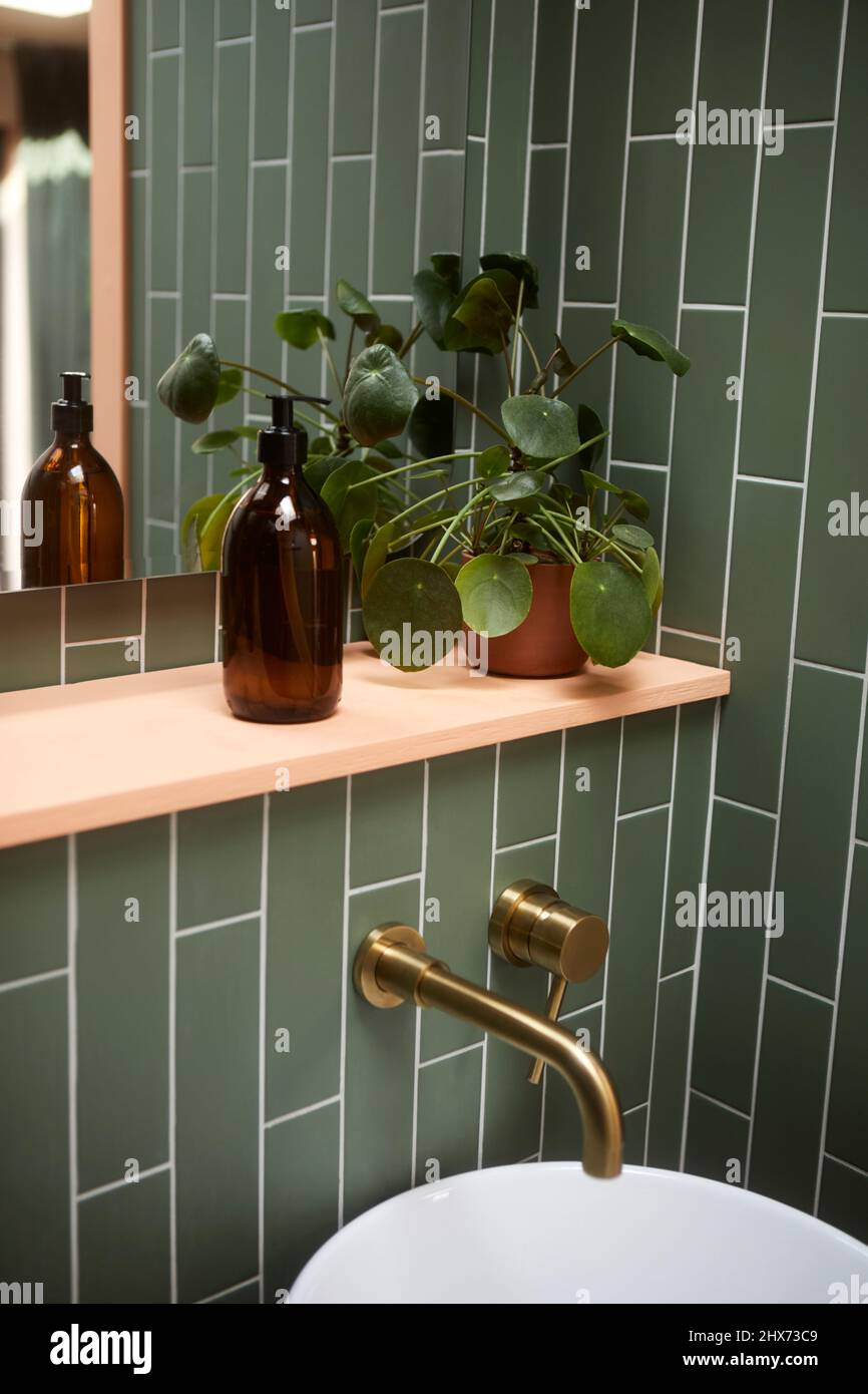 Money plant on bathroom shelf Stock Photo Alamy