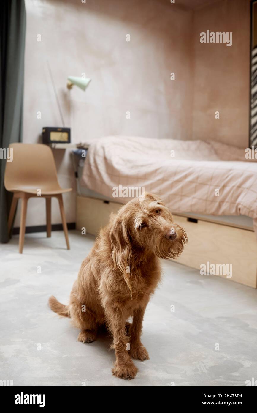 Dog sitting in bedroom Stock Photo Alamy