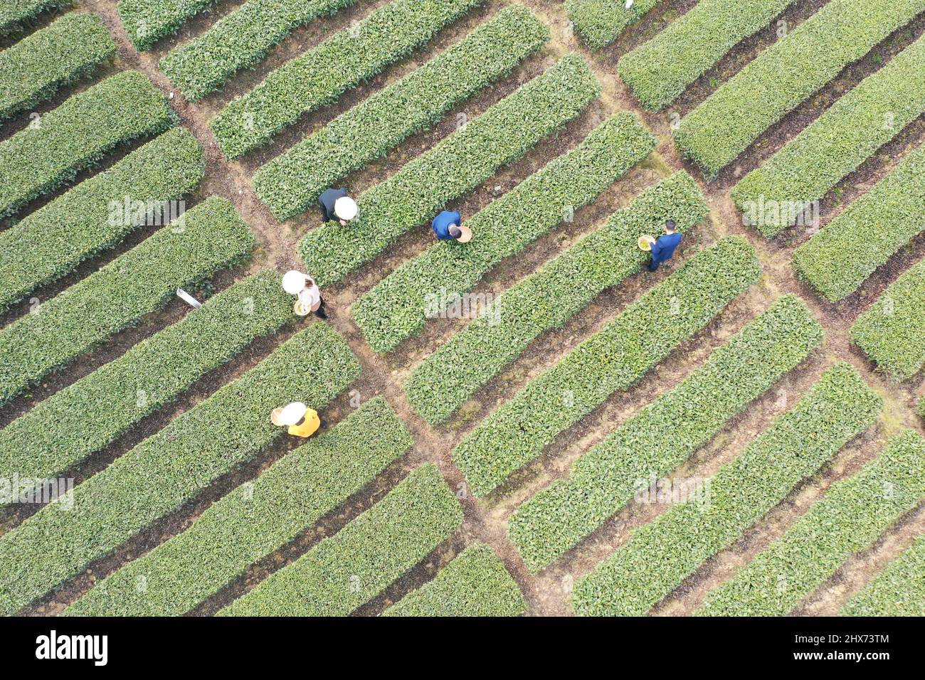 YICHANG, CHINA - MARCH 10, 2022- Aerial photo taken on March 10, 2022 shows tea farmers picking spring tea in a tea garden in the Three Gorges Dam Res Stock Photo