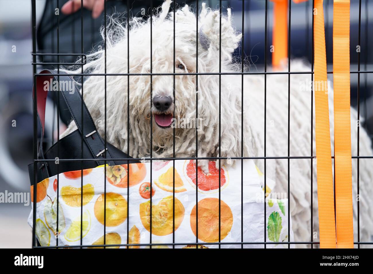 A Hungarian puli inside a crate is taken into the first day of the Crufts Dog Show at the Birmingham National Exhibition Centre (NEC). Picture date: Thursday March 10, 2022. Stock Photo