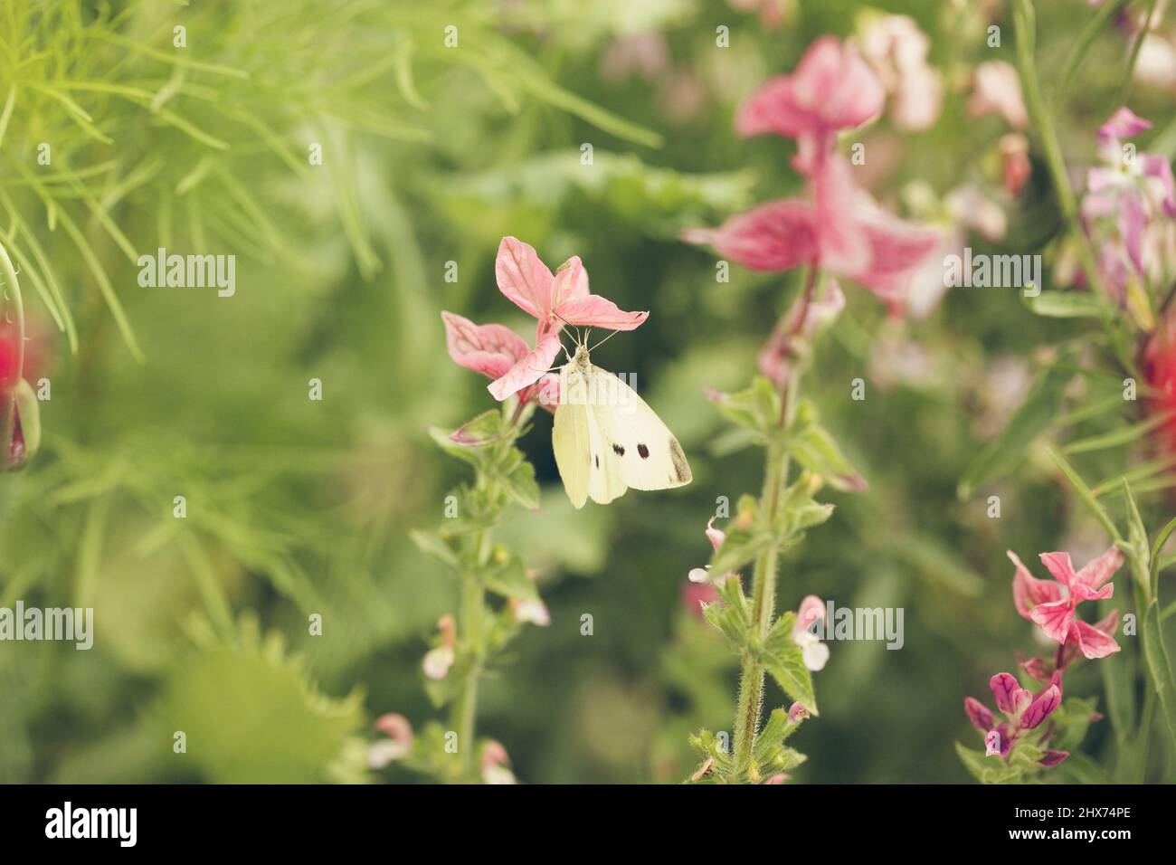Wildflower garden plants hi-res stock photography and images - Alamy