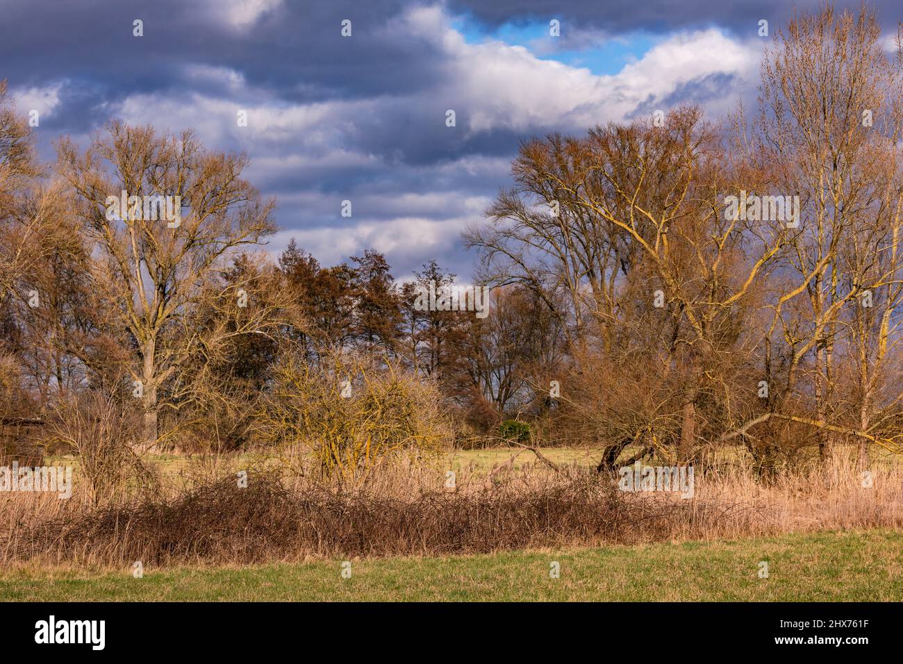 A rural landscape with a meadow, trees and shrubs spectacularly lit by the sun Stock Photo