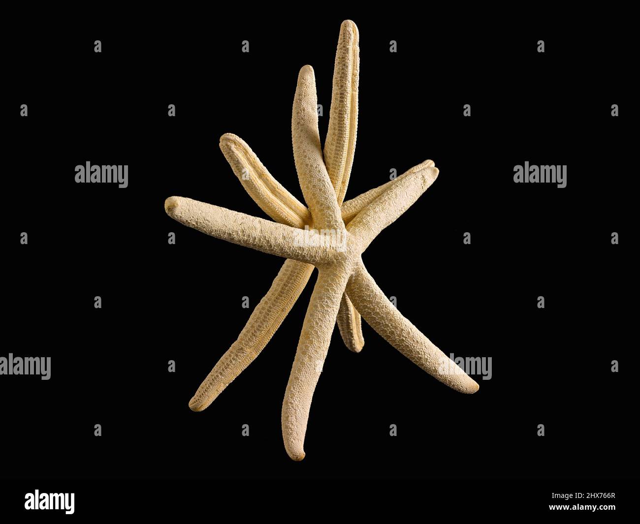 Still life with starfish as if they were a couple dancing on a black background. Stock Photo