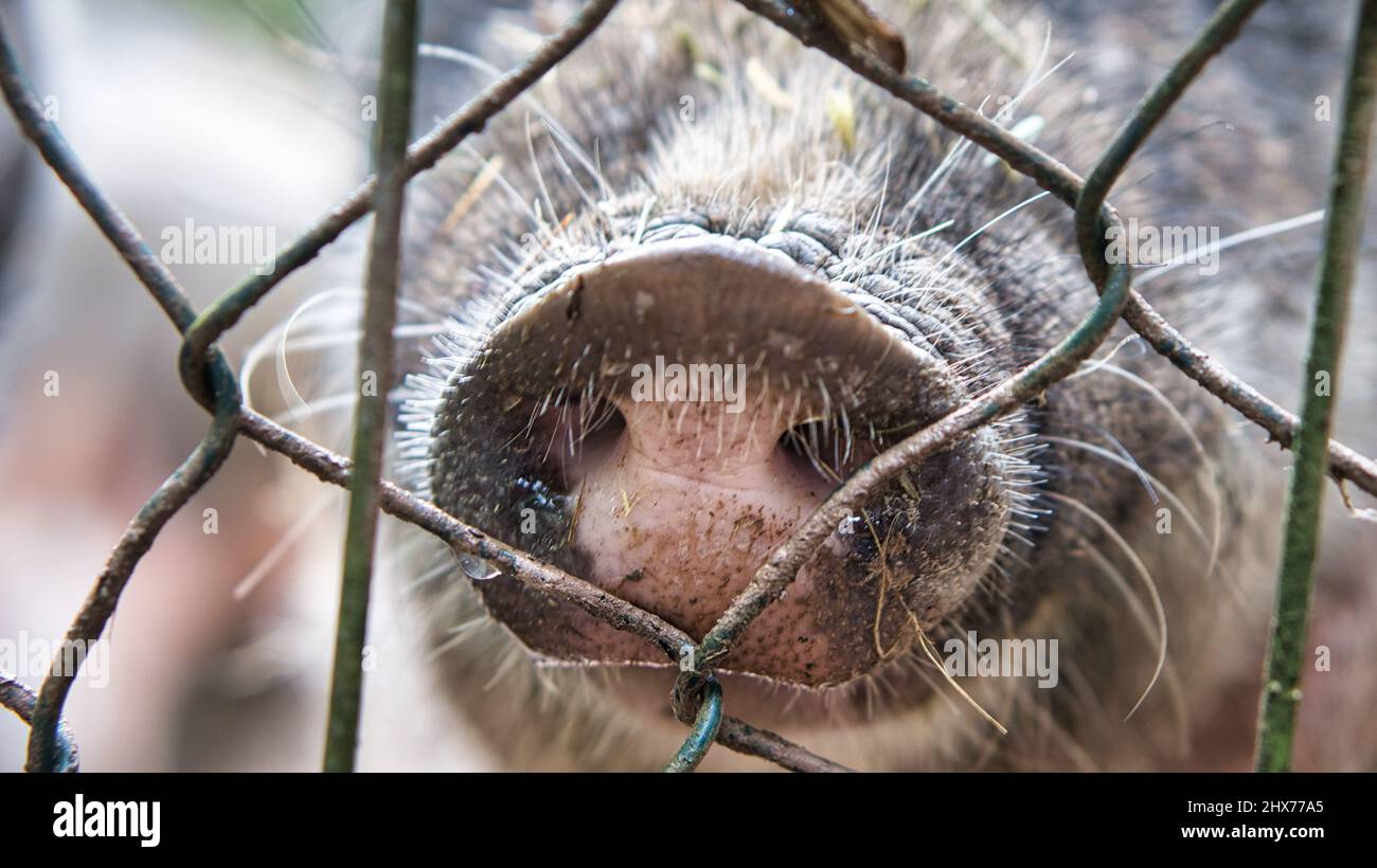 Pig snout on the fence. Funny animal shot of the mammal. Taken on a farm. This nose resembles a plug socket Stock Photo