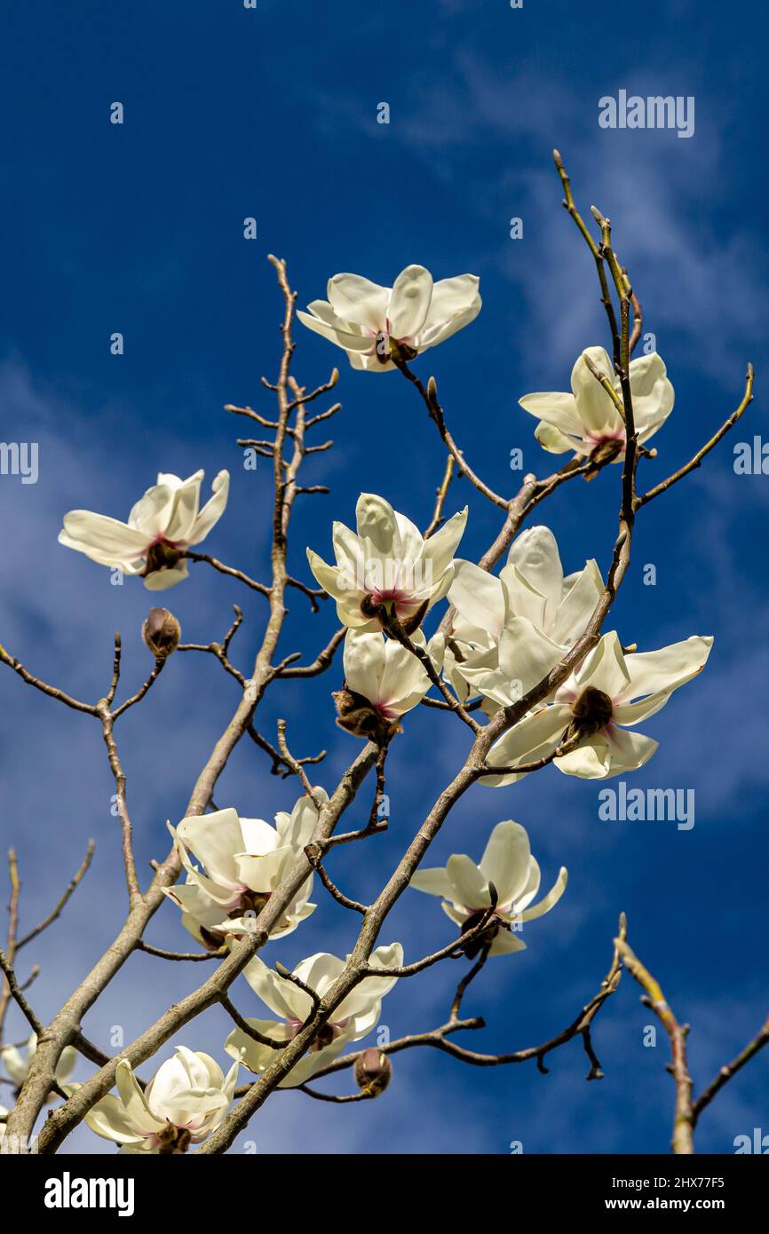 Magnolia Flowers in Bloom in Spring Stock Photo - Alamy
