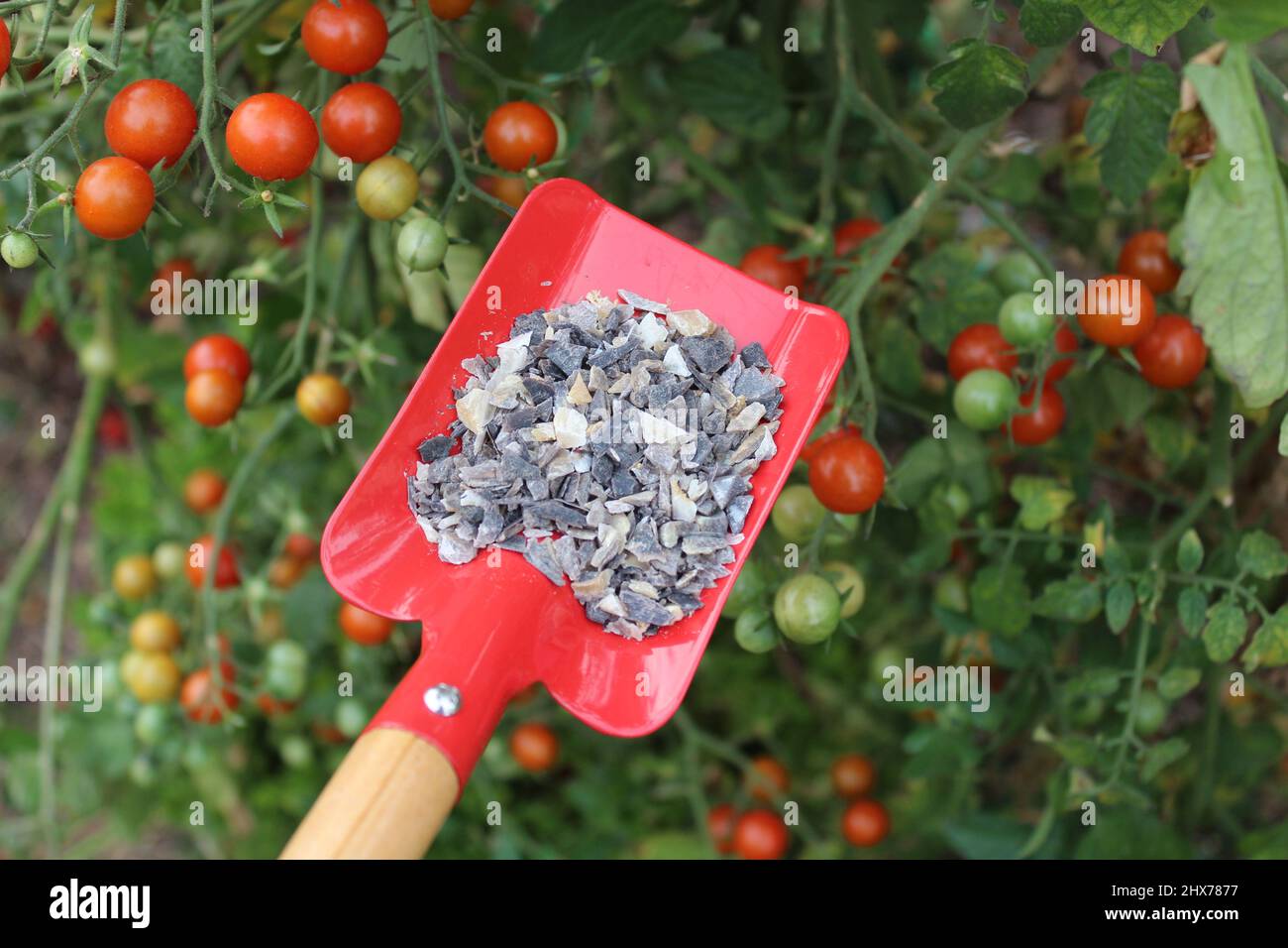 horn shavings in a shovel in front of a tomato plant Stock Photo Alamy