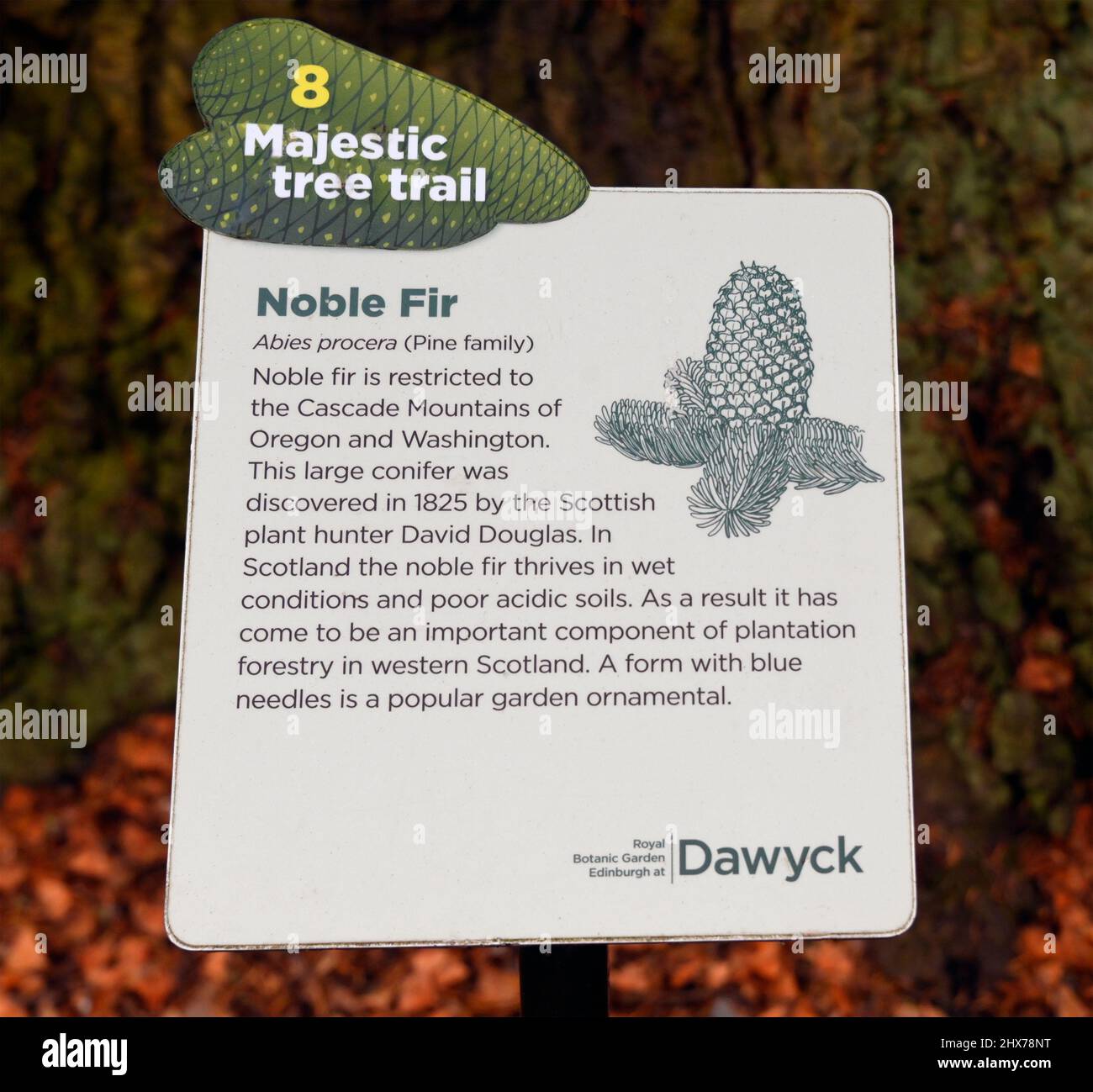 Descriptive plaque. 8 Majestic tree trail. Noble Fir(Abies procera). Dawyck Botanic Gardens, Stobo, Scottish Borders, Scotland, United Kingdom, Europe Stock Photo