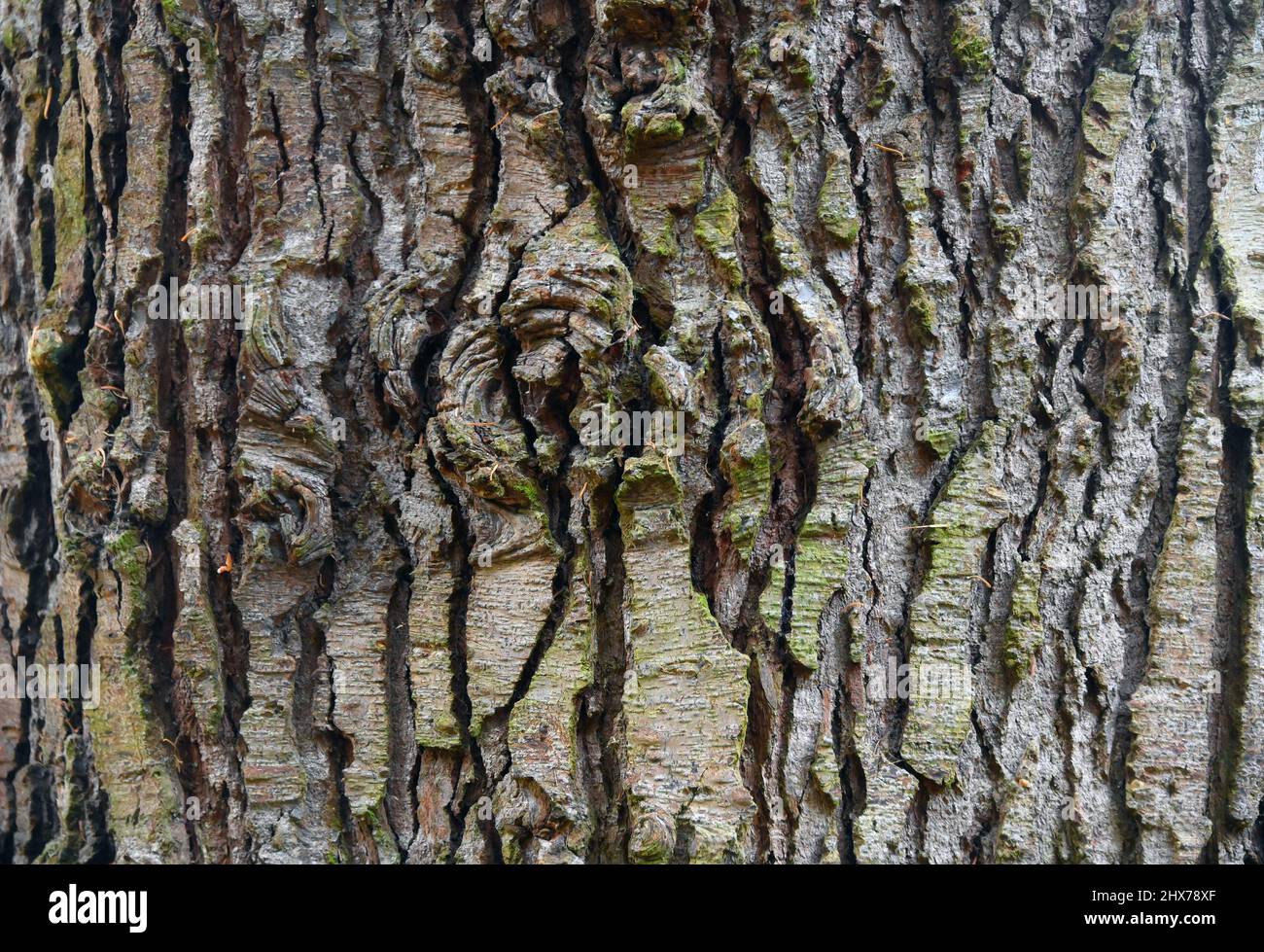 Tree bark (detail).  Noble Fir(Abies procera). Dawyck Botanic Gardens, Stobo, Scottish Borders, Scotland, United Kingdom, Europe. Stock Photo