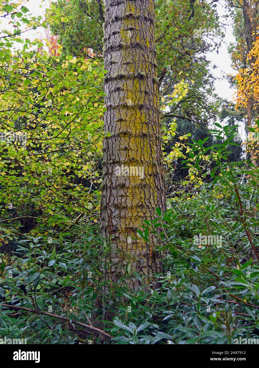 Tree (detail).  Noble Fir(Abies procera). Dawyck Botanic Gardens, Stobo, Scottish Borders, Scotland, United Kingdom, Europe. Stock Photo