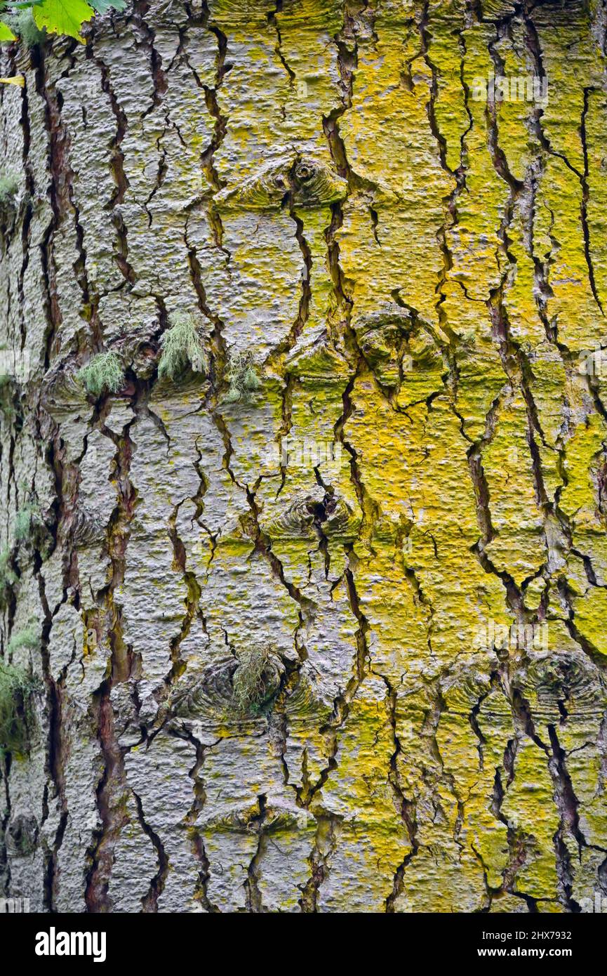 Tree (detail).  Noble Fir(Abies procera). Dawyck Botanic Gardens, Stobo, Scottish Borders, Scotland, United Kingdom, Europe. Stock Photo