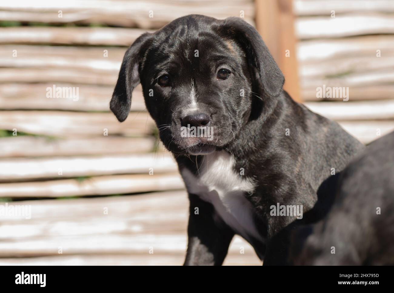 cane corso puppies enjoy the sun and play with each other Stock Photo
