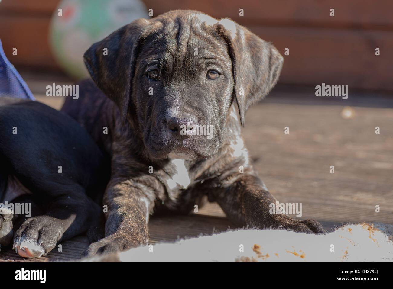 cane corso puppies enjoy the sun and play with each other Stock Photo