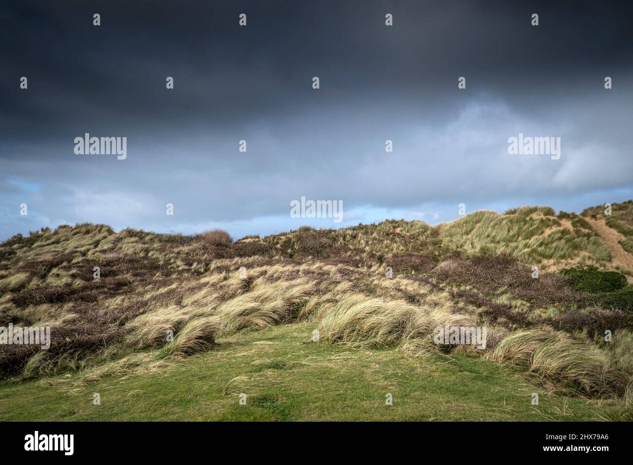 Marram Grass Ammophila maritima and other vegetation growing on Rushy ...