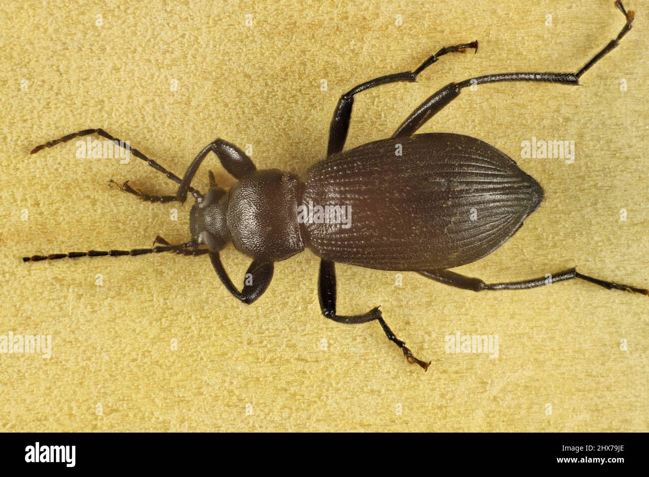 Super macro dorsal view of isolated Darkling Beetle (Tenebrioninae), South Australia Stock Photo
