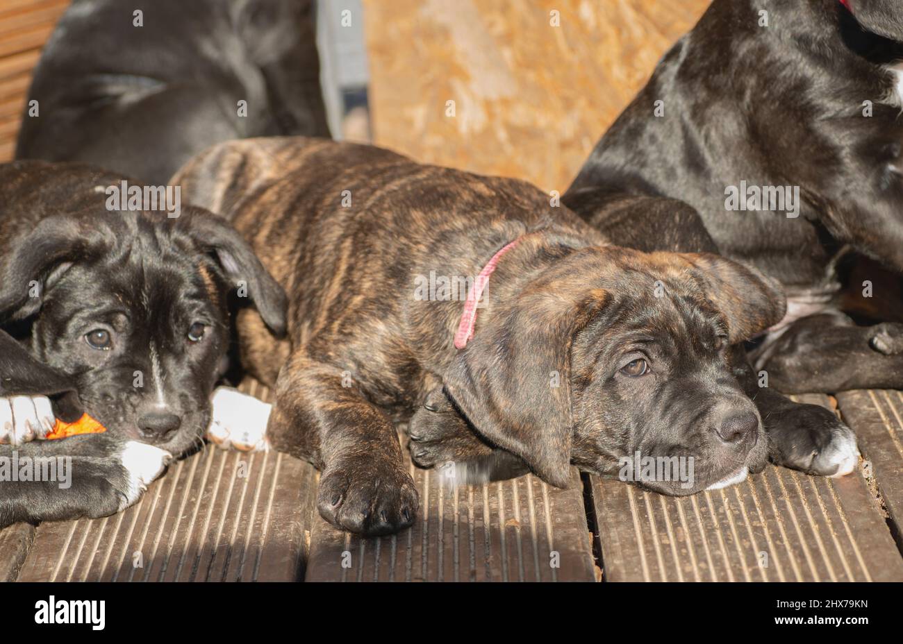 cane corso puppies enjoy the sun and play with each other Stock Photo