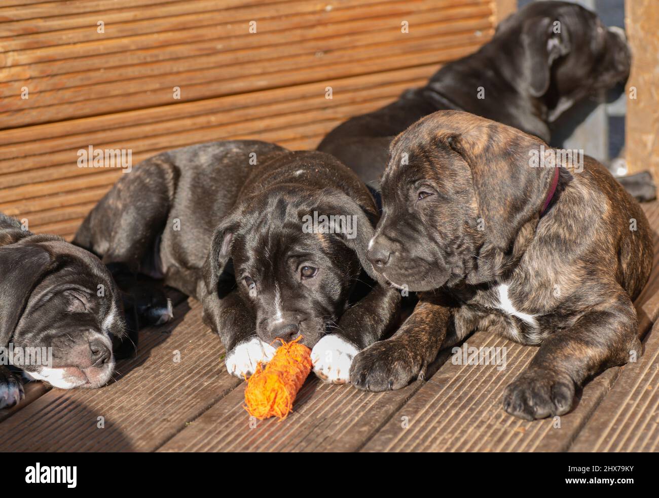 cane corso puppies enjoy the sun and play with each other Stock Photo