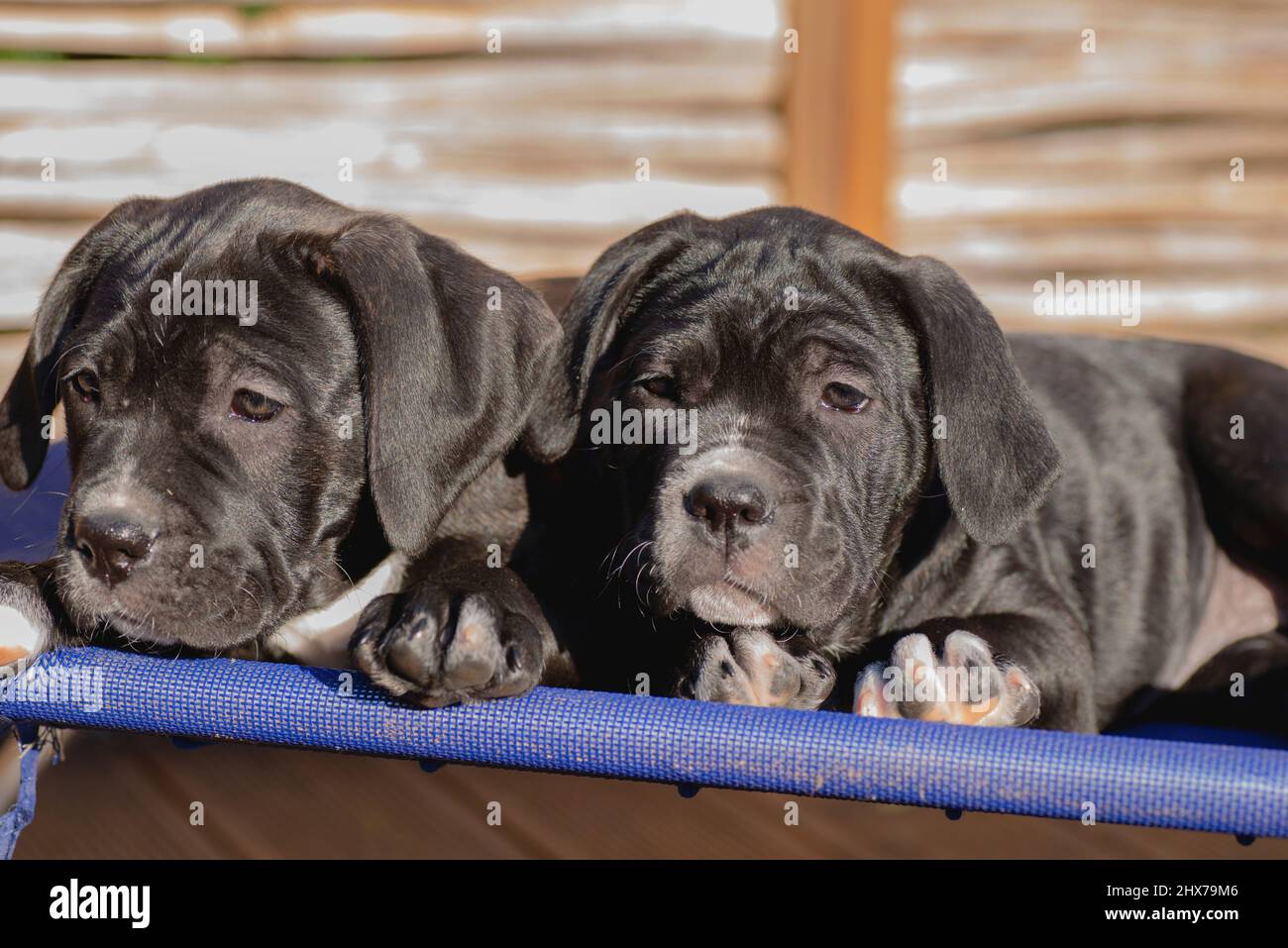 cane corso puppies enjoy the sun and play with each other Stock Photo