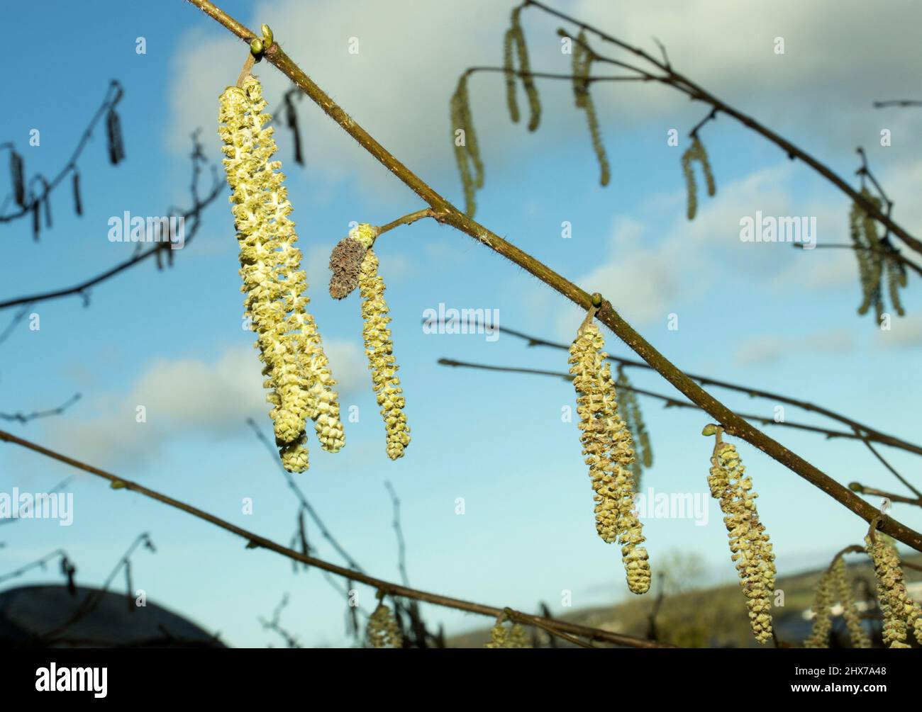 The Hazel tree produces large yellow catkins in early Spring. These are the males flowers and