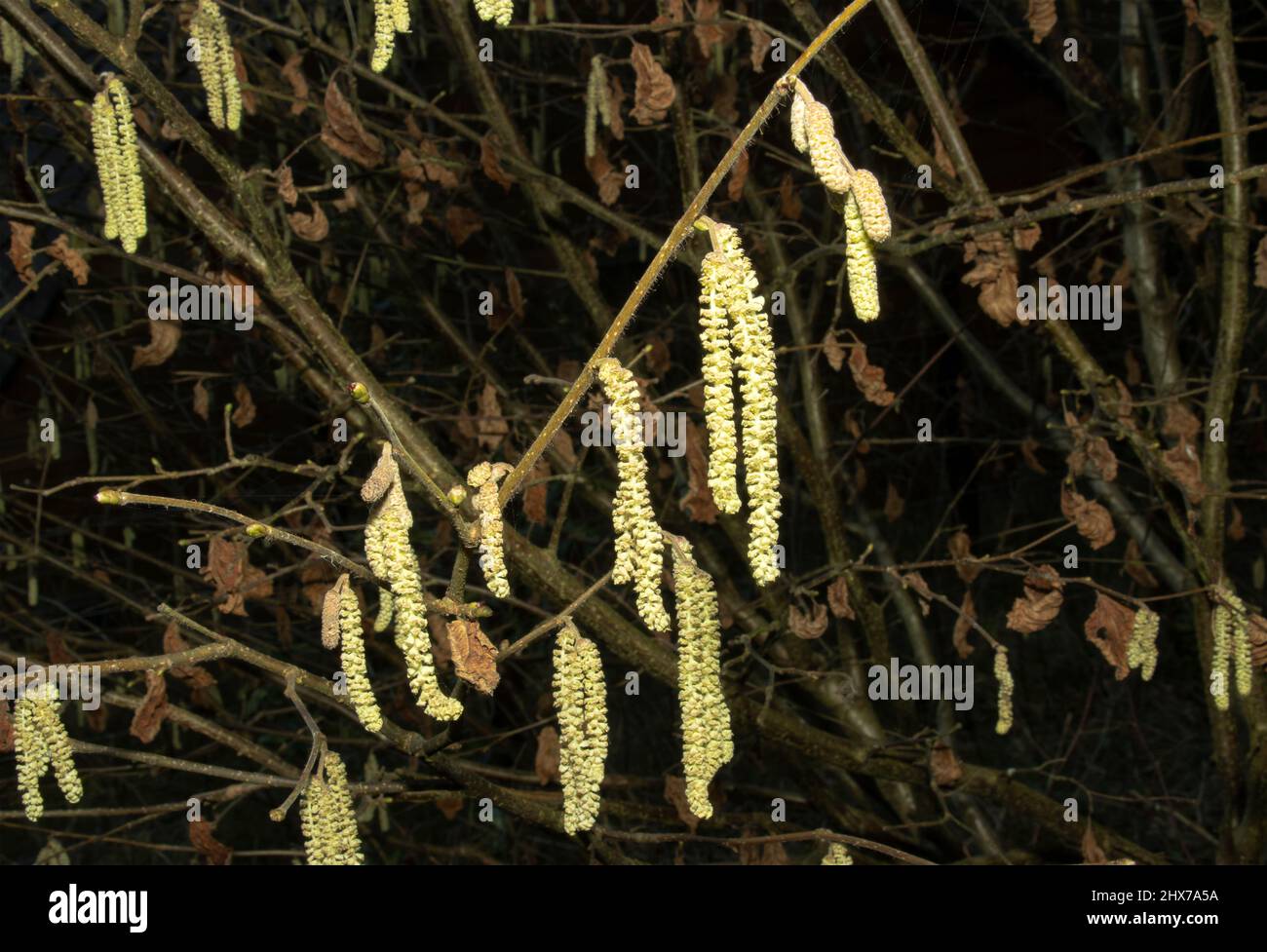 The Hazel tree produces large yellow catkins in early Spring. These are the males flowers and