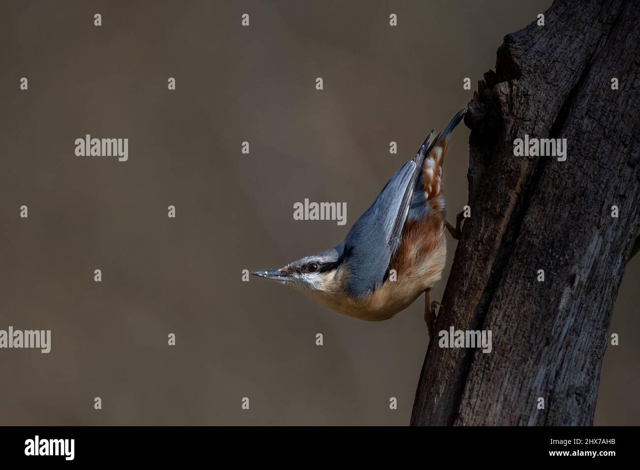 A Eurasian nuthatch (Sitta europaea) strikes a typical downward-facing pose on the branch of a tree Stock Photo