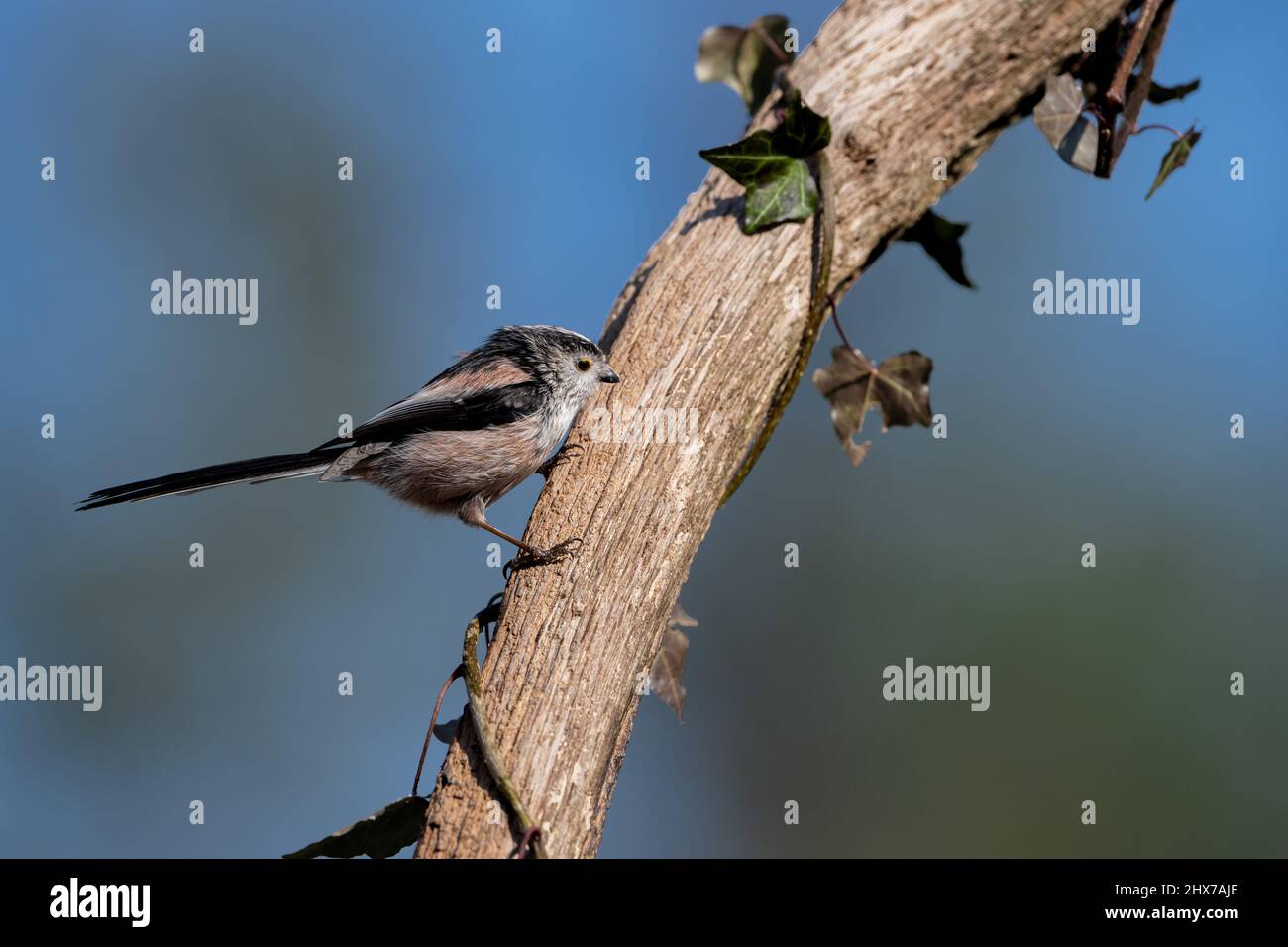 A long-tailed tit sits on the bough of a tree Stock Photo