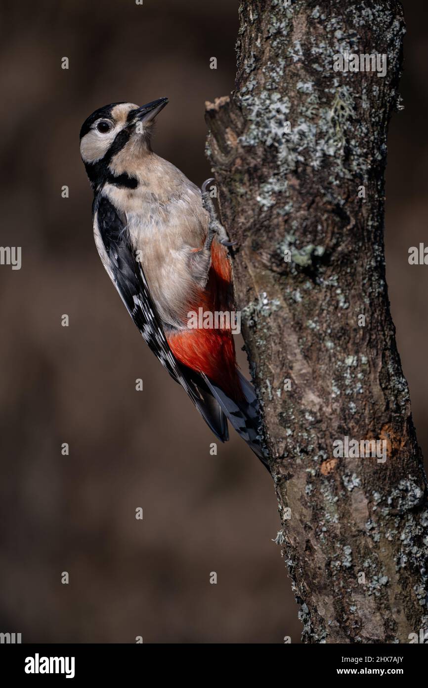 A male Great-spotted woodpecker (Dendrocopos major) clings to the bough of a tree while looking for food. Stock Photo