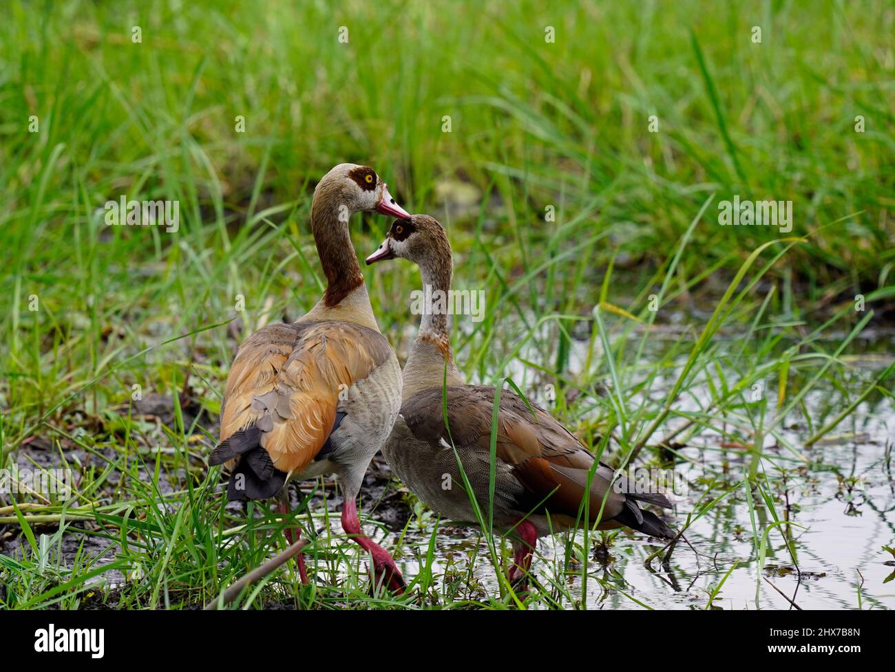 Eygptian Geese together as a breeding pair Stock Photo