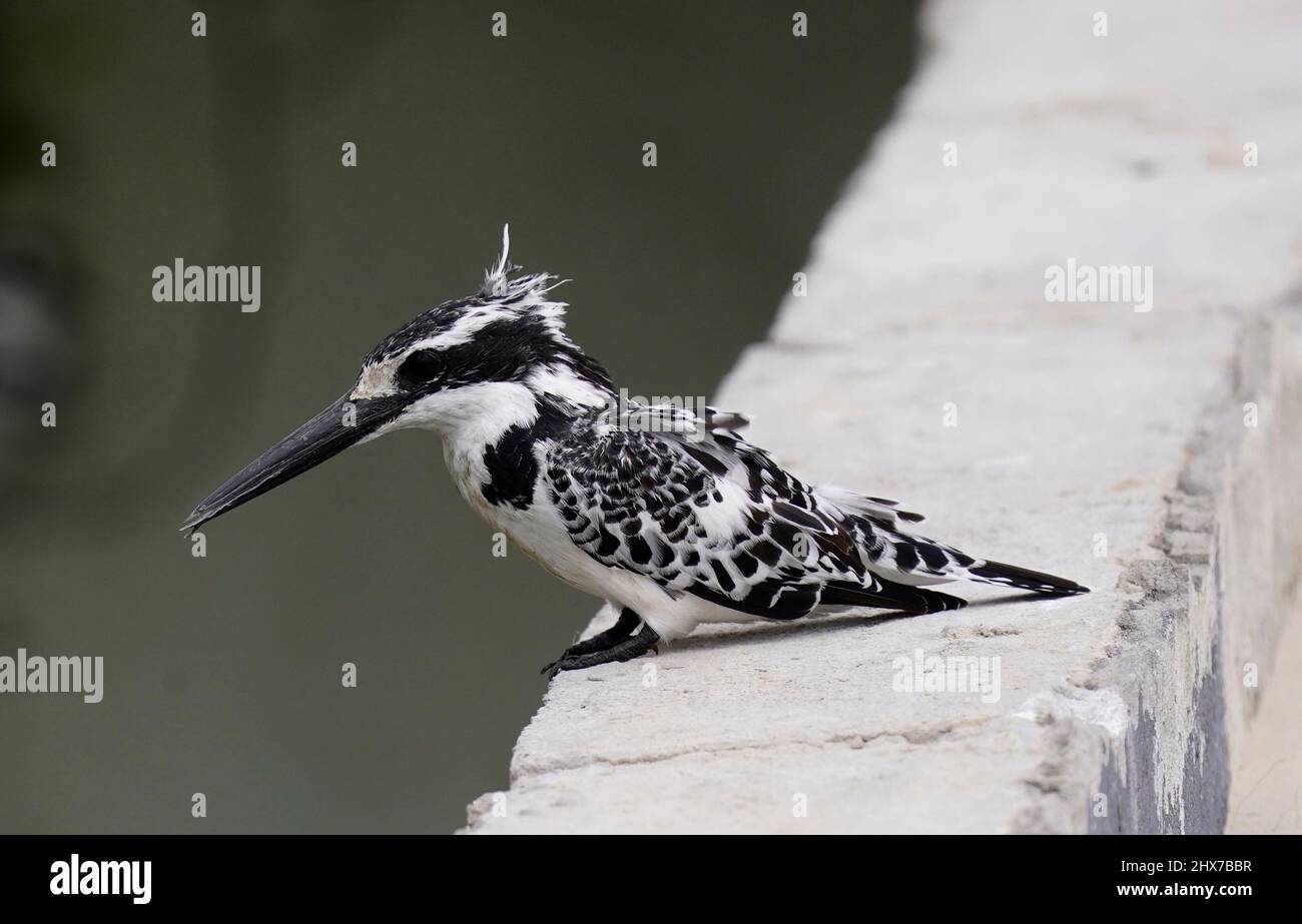 Pied Kingfisher looking for prey Stock Photo
