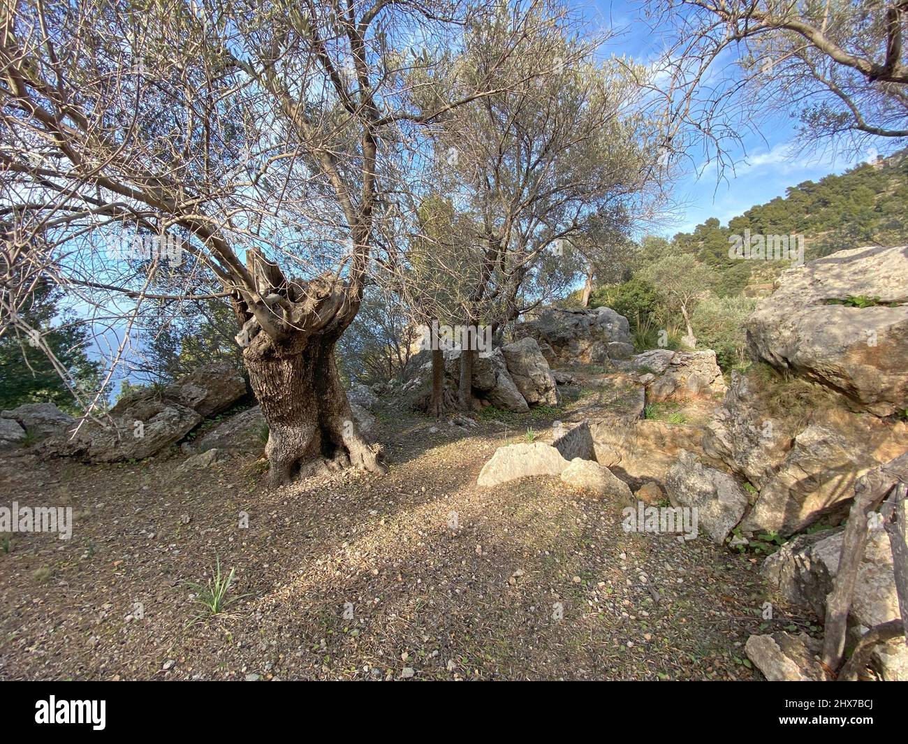 Olive tree in Mallorca, Spain Stock Photo