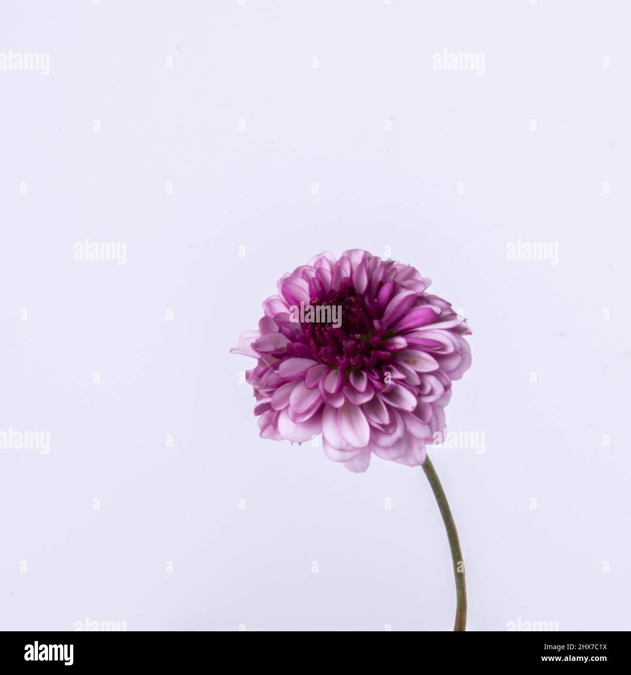 Flowers are meant to be photographed. They make us happy and inspire us