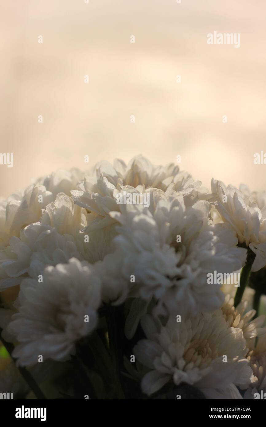 Cold and frosty colorful white chrysanthemums in full bloom on a cold
