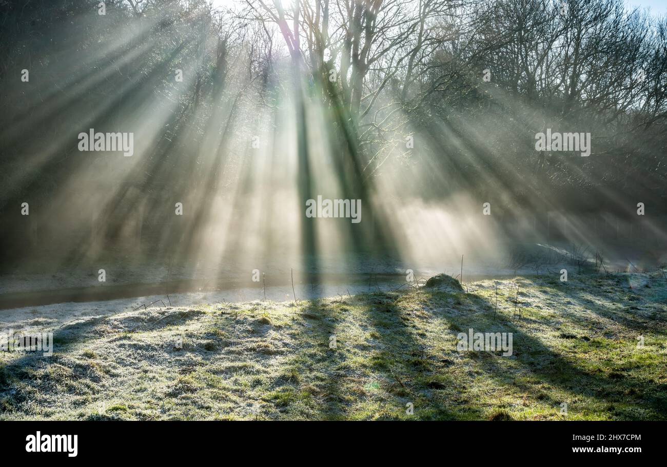 A frosty morning and stream with sunlight and rays shining through the trees covered in winter morning mist, England, Cotswolds, United Kingdom Stock Photo