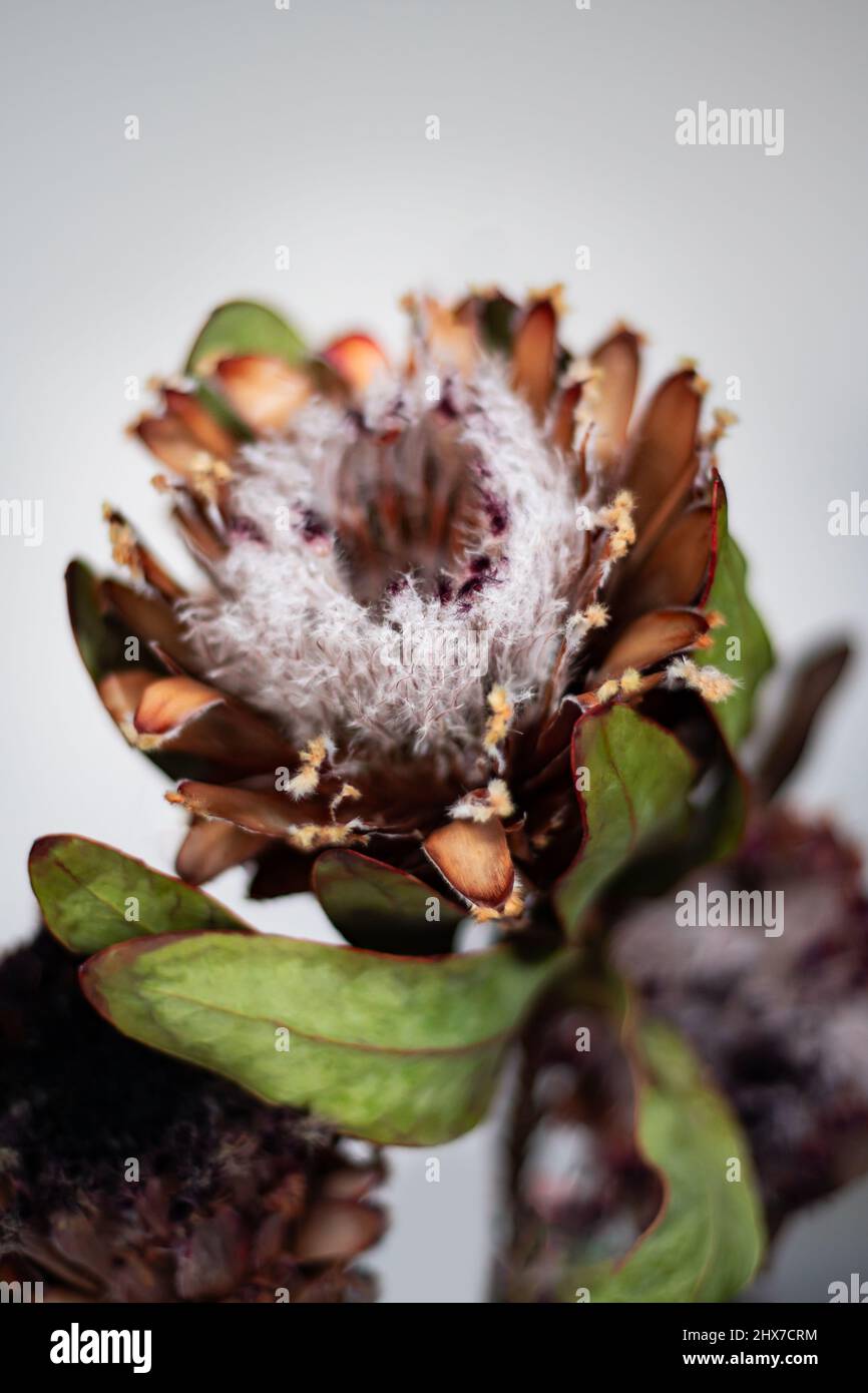 Dry protea flowers Stock Photo Alamy
