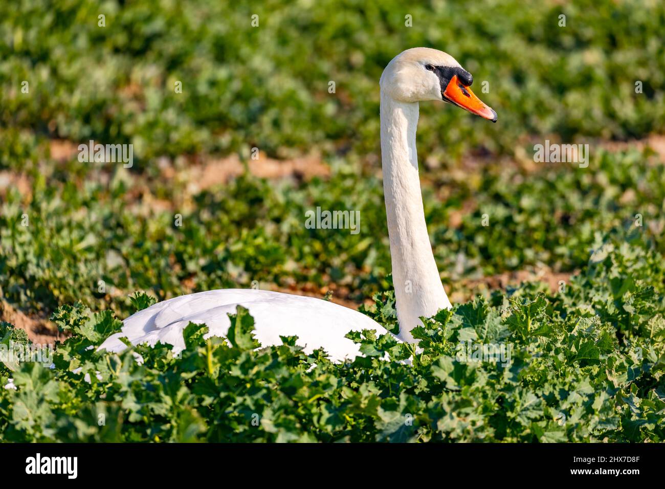Close-up of a swan with neck and head released in front of a green field in winter Stock Photo
