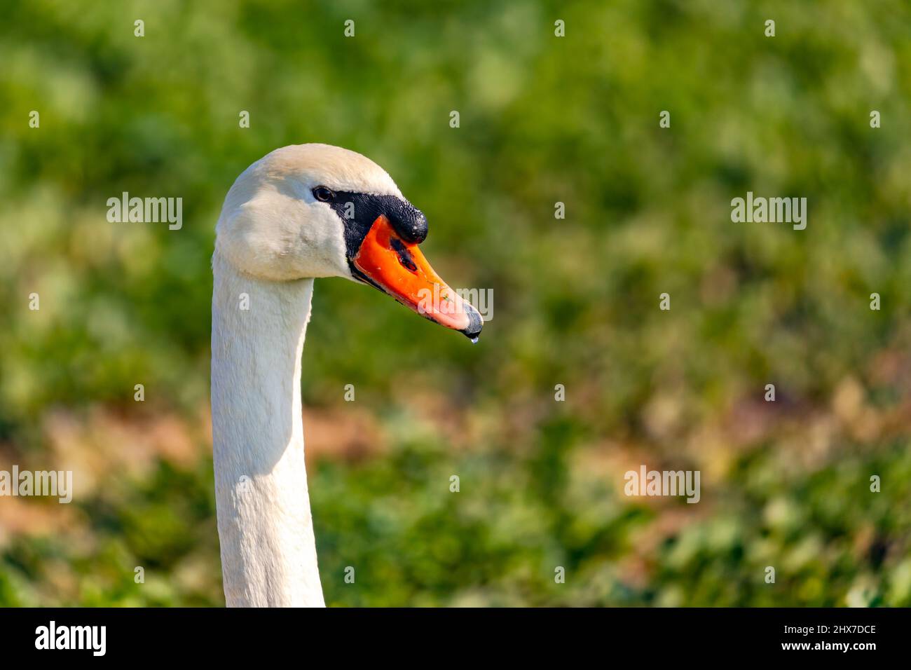 Close up of the neck and head of a mute swan in a green sunny field in winter Stock Photo