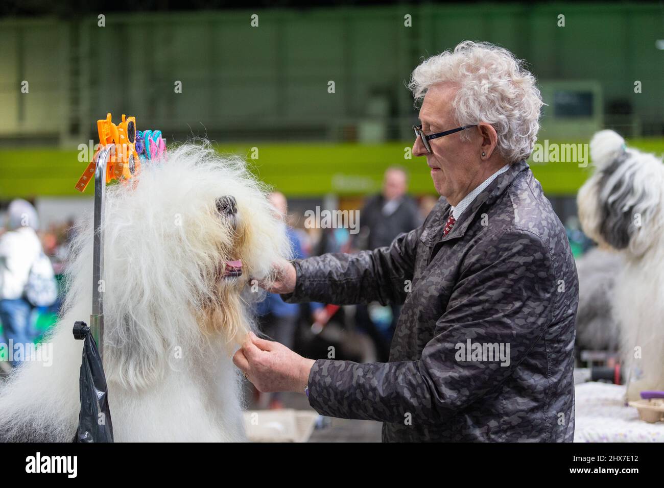 Birmingham, UK. 10th Mar, 2022. An Old English Sheepdog gets a last minute brush-up before his moment of glory at Crufts 2022. Credit: Peter Lopeman/Alamy Live News Stock Photo