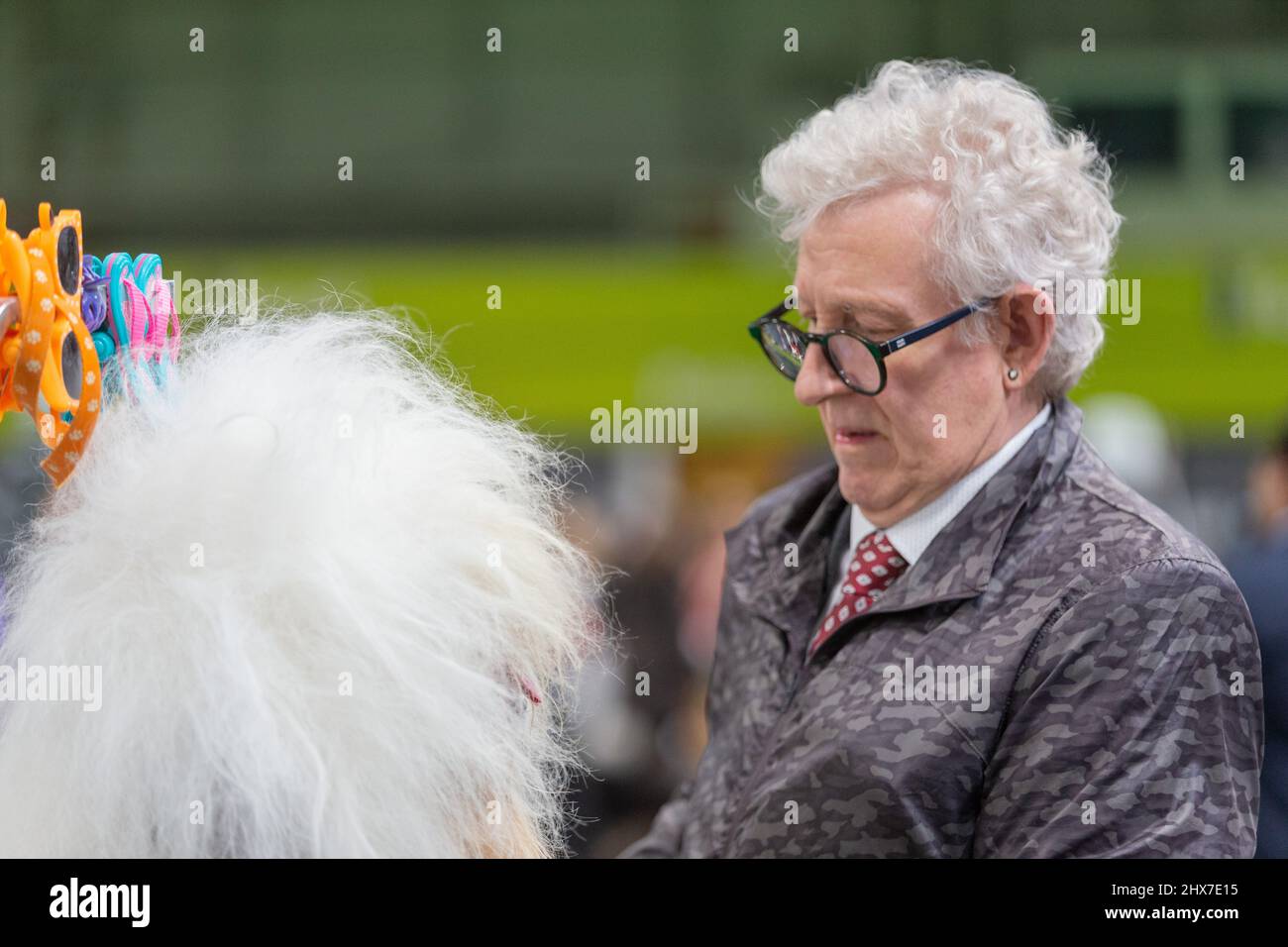 Birmingham, UK. 10th Mar, 2022. An Old English Sheepdog gets a last minute brush-up before his moment of glory at Crufts 2022. Credit: Peter Lopeman/Alamy Live News Stock Photo