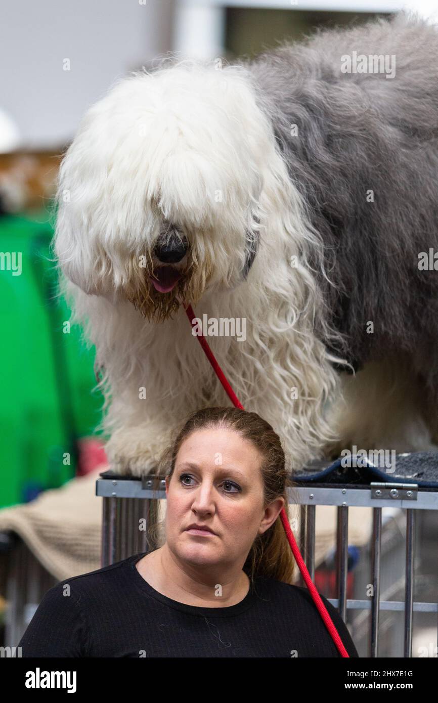 Old english sheepdog uk hi-res stock photography and images - Alamy