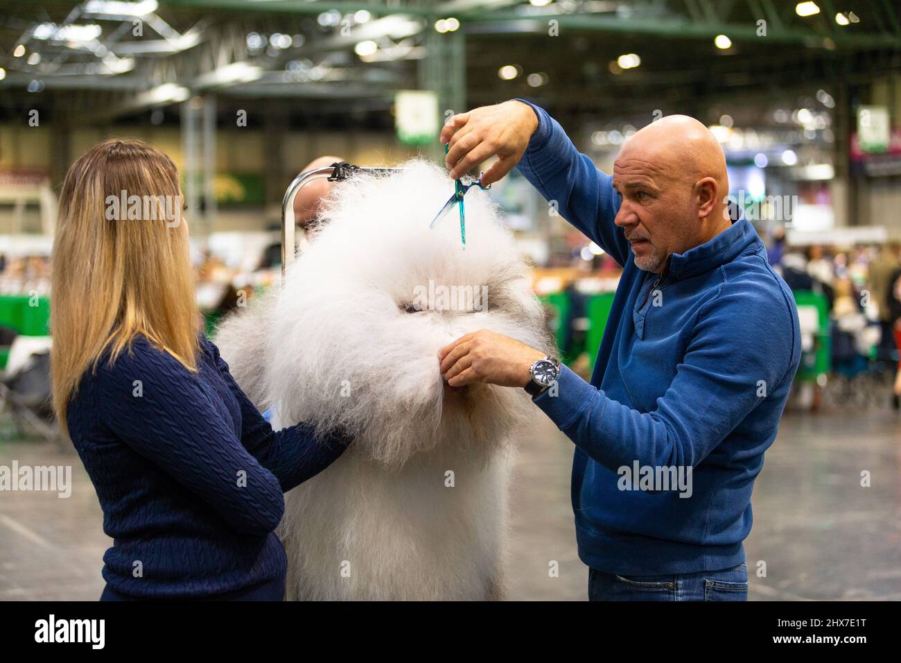 Birmingham, UK. 10th Mar, 2022. An Old English Sheepdog gets a last minute bit-off-the-top before his moment of glory at Crufts 2022. Credit: Peter Lopeman/Alamy Live News Stock Photo