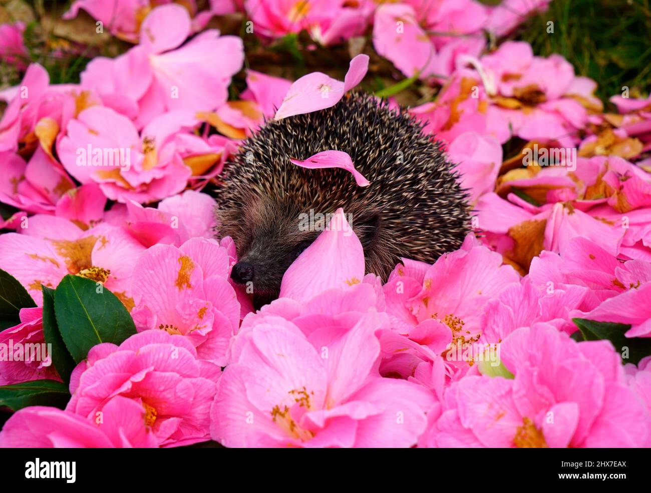 Garden visitors in the UK our own gorgeous little hedgehog, they can travel up to 2 miles a night Stock Photo