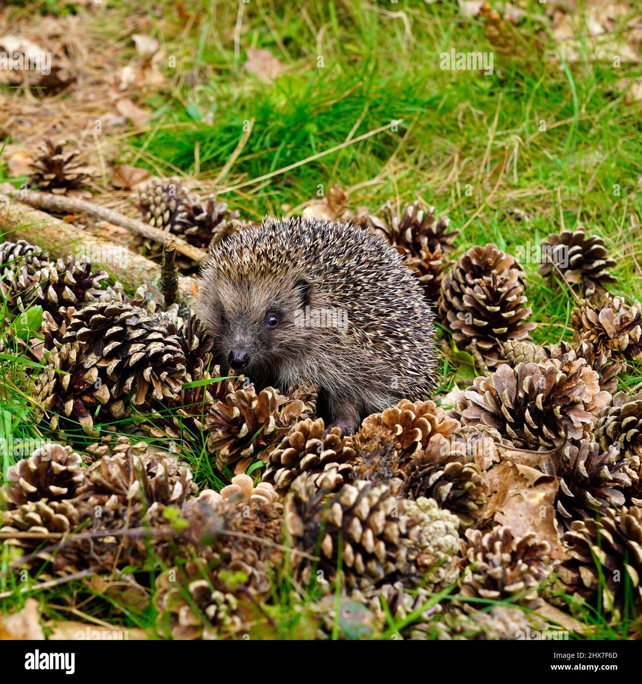 Garden visitors in the UK our own gorgeous little hedgehog, they can travel up to 2 miles a night Stock Photo